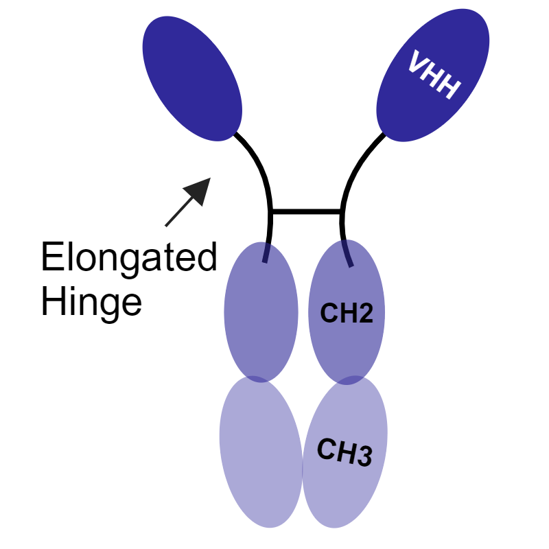 Camel IgG2/IgG3 heavy-chain-only antibody diagram showing an elongated hinge and VHH, CH2, and CH3 domains.